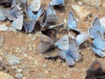 I sabati di Nicodemo