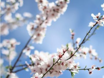 «Vedo un ramo di mandorlo» (Ger 1,11)