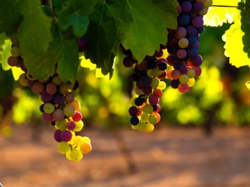 «Rimanete nel mio amore: produrrete molto frutto» (cfr Gv 15,5-9)